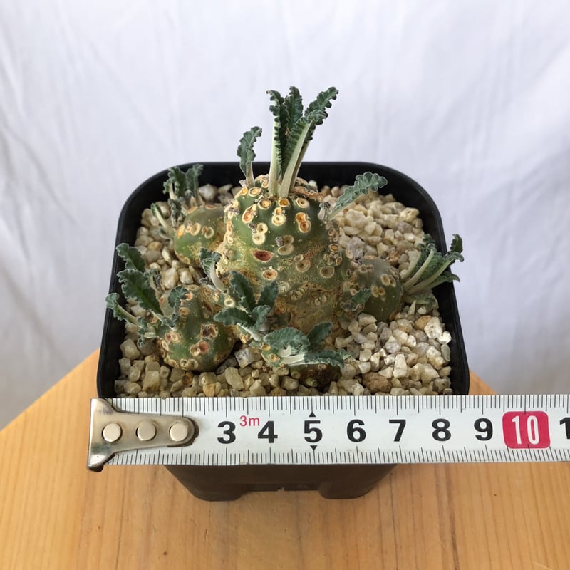 ドルステニア ラブラニー 美株 実生(輸入) Dorstenia Dorstenia lavr