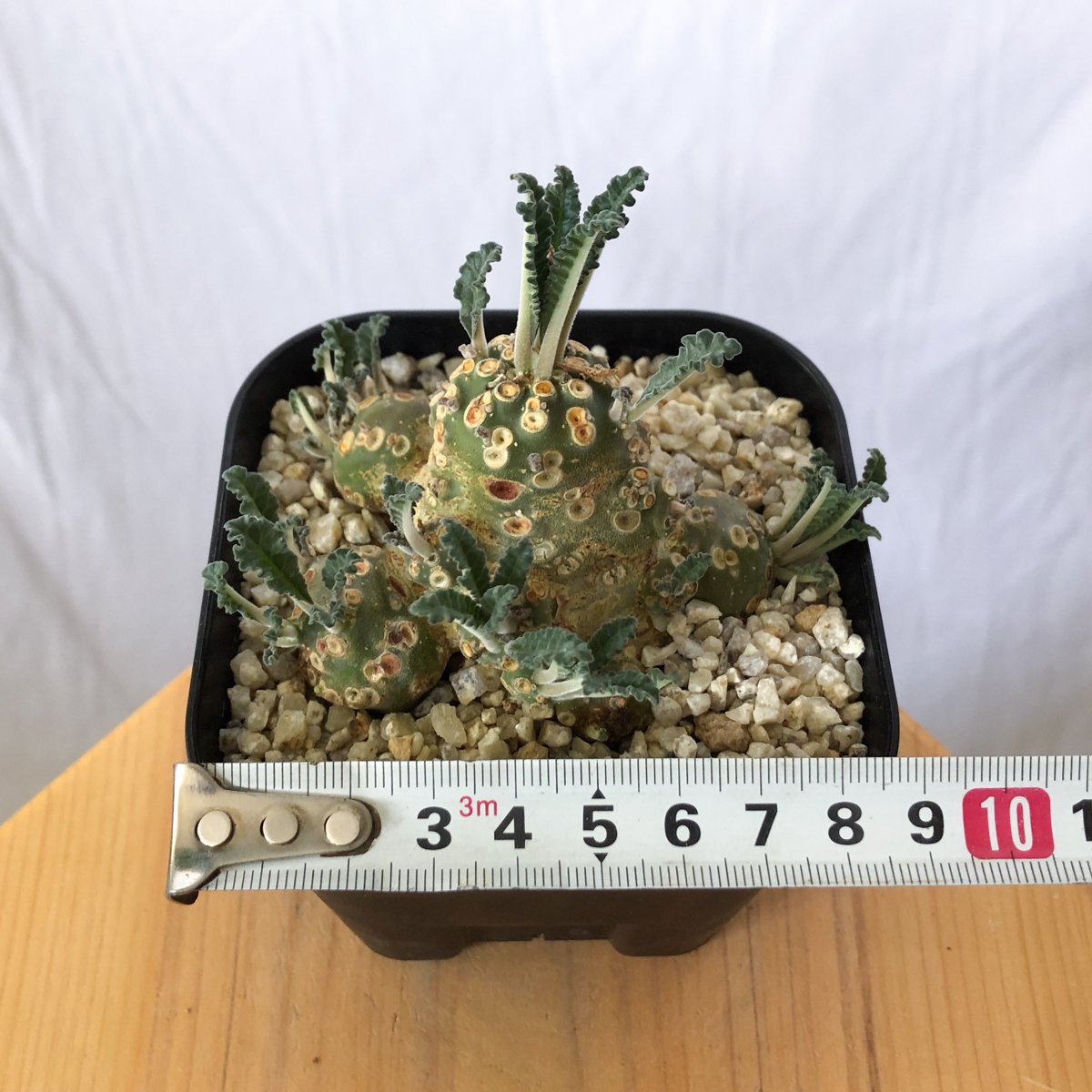 ドルステニア　ラブラニー　大株　美株 ドルステニア ラブラニー 美株 実生(輸入) Dorstenia Dorstenia lavr