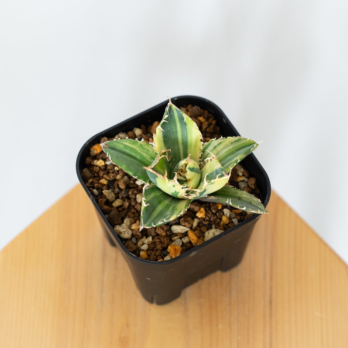 アガベ チタノタ 白鯨 縞斑 【発根管理中】TC株 Agave titanota White 