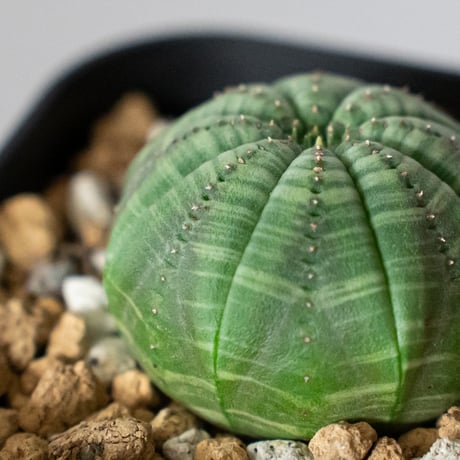 ユーフォルビア オベサ 実生 Euphorbia obesa 多肉植物 珍奇植物 静岡 ANTIDOTE 通販 S1487