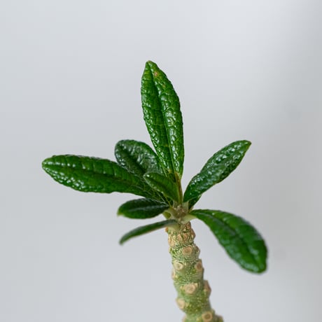 ドルステニア ギガス 実生 Dorstenia gigas 塊根植物 コーデックス 多肉植物 珍奇植物 静岡 ANTIDOTE 通販 S1452