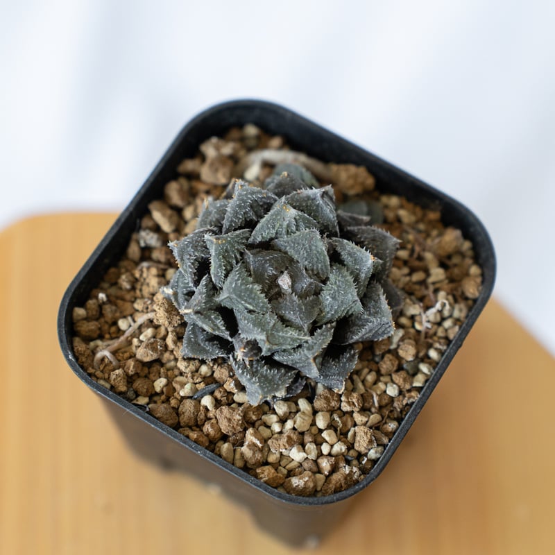ハオルチア 魔剣 Haworthia maken 多肉植物 珍奇植物 静岡 ANTIDOTE