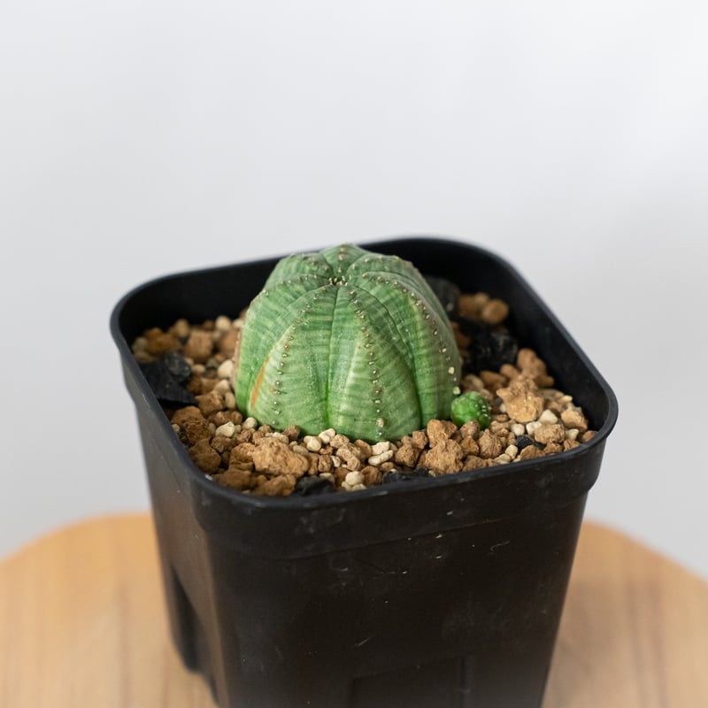 ユーフォルビア オベサ 実生 Euphorbia obesa 多肉植物 珍奇植物 静岡