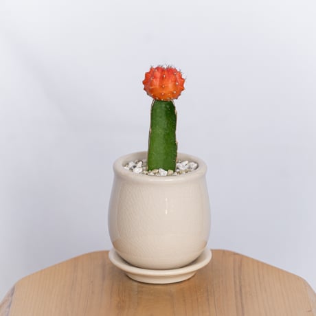 ギムノカリキウム ヒボタン 緋牡丹 鉢セット サボテン 多肉植物 静岡 ANTIDOTE 通販 S1174