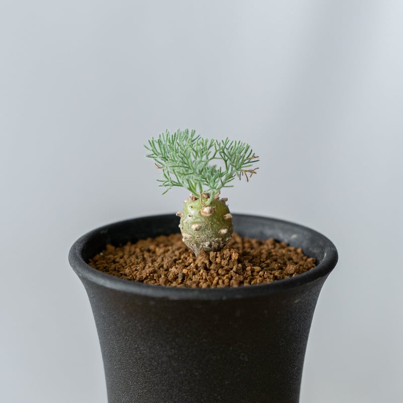 【現物・美株】モンソニア　ペニクリナム　中株　サルコカウロン　ペニクリナ モンソニア ペニクリナム Monsonia peniculinum サルコカウロン 塊根