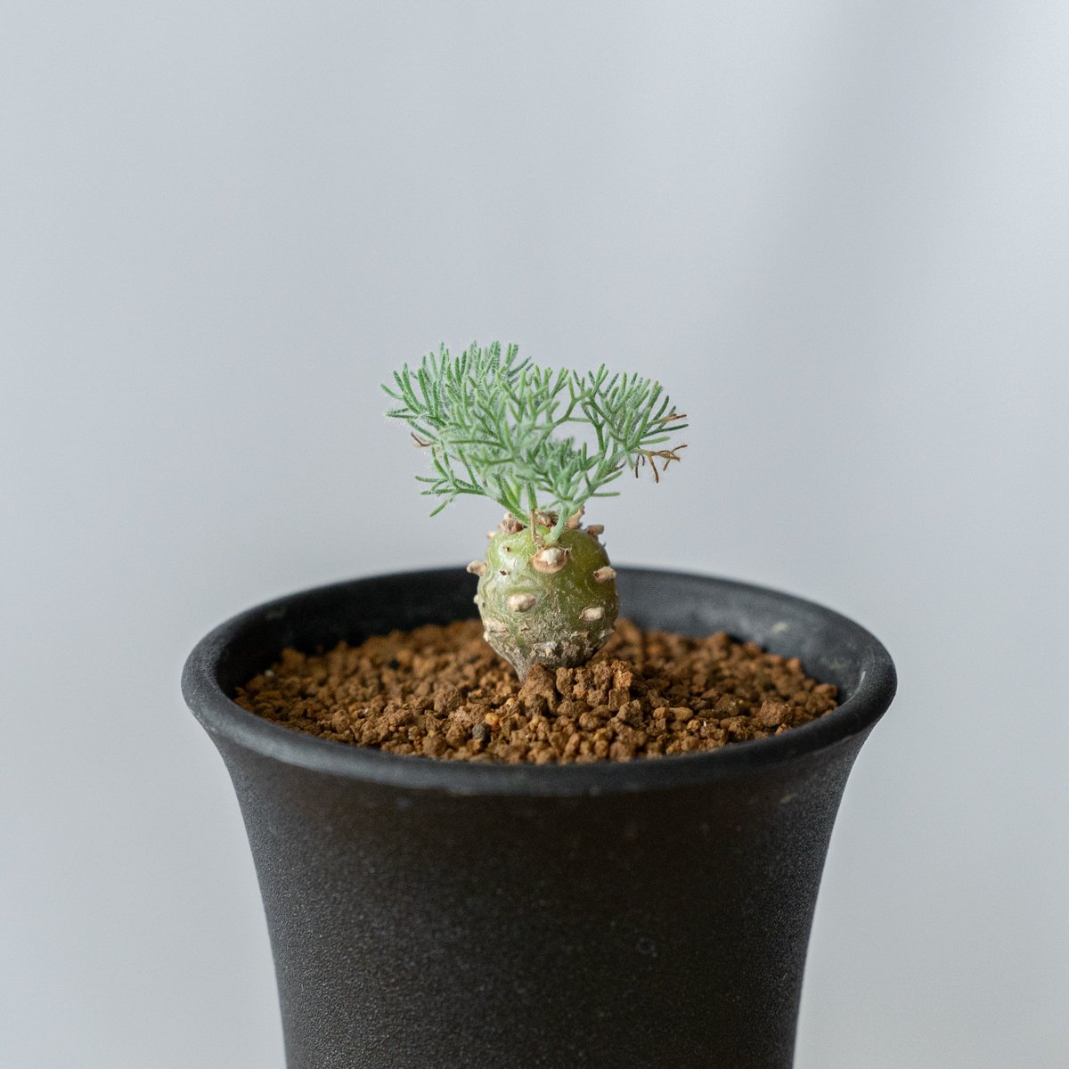 モンソニア ペニクリナム Monsonia peniculinum サルコカウロン 塊根