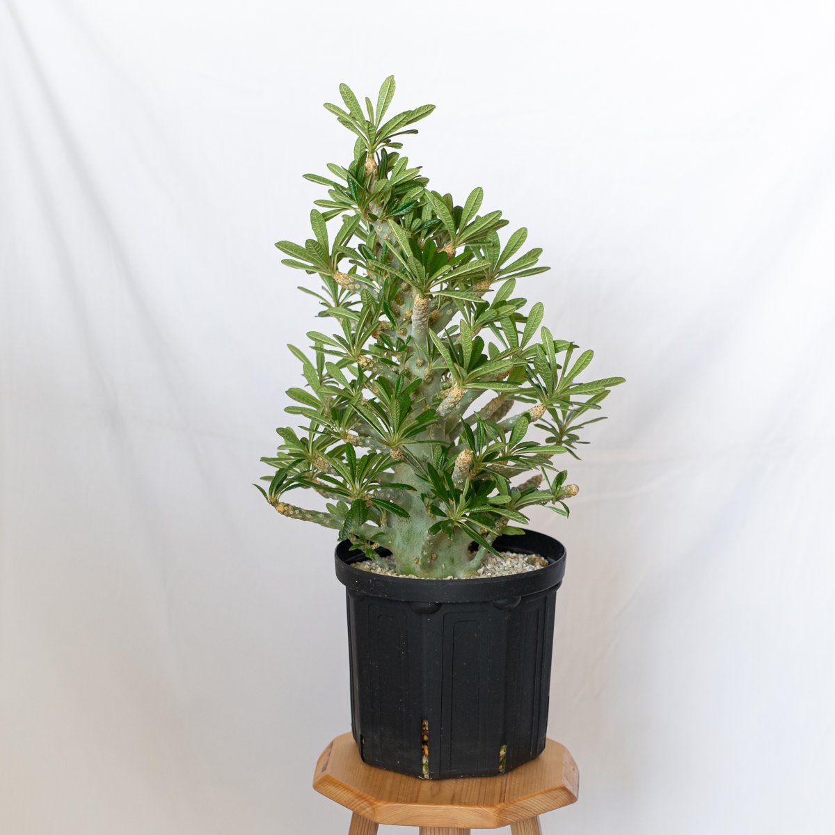 ドルステニア ギガス 特大株 Dorstenia gigas 塊根植物 多肉植物 珍奇