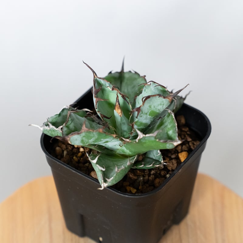 アガベ チタノタ ブラックアンドブルー BB OC株 Agave titanota Black