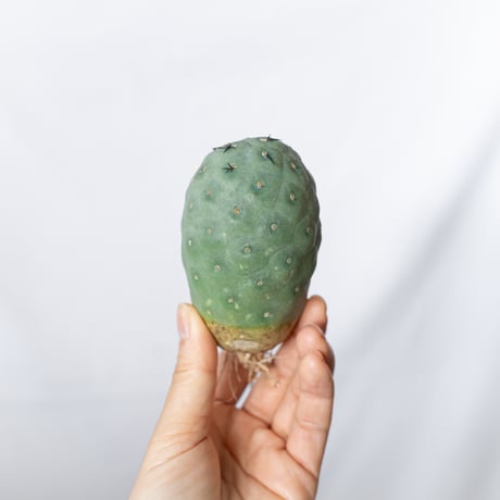 ゲオメトリクス＆valiem Tephrocactus geometricus【テフロカクタス