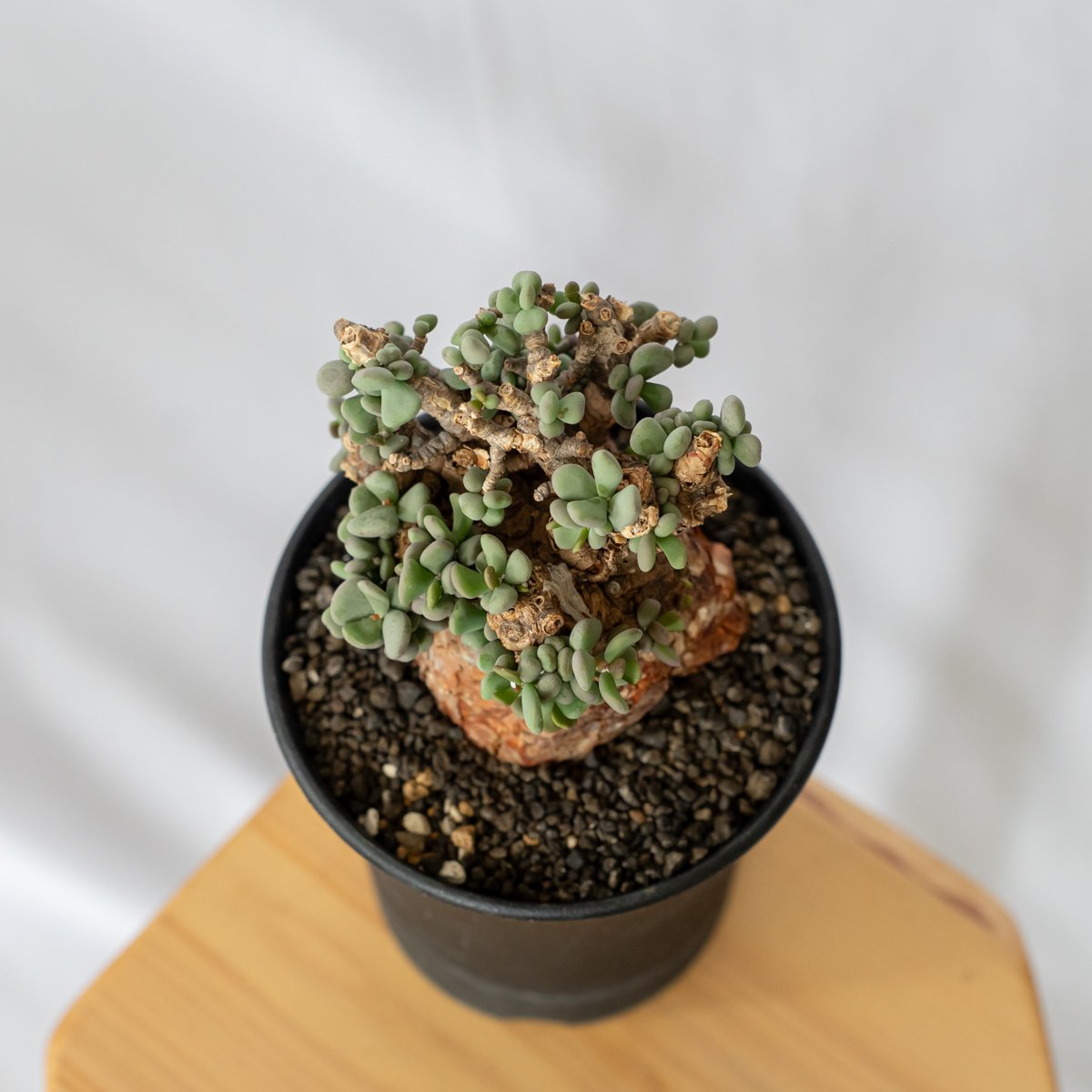 ケラリア ピグマエア 輸入株 Ceraria pygmaea 塊根植物 コーデックス