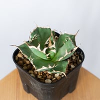 アガベ チタノタ ハデス OC株【発根管理中】agave titanota hades 多肉植物 珍奇植物 静岡 通販 ANTIDOTE S1321