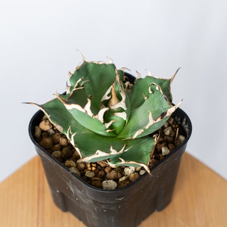 アガベ チタノタ ハデス OC株【発根管理中】agave titanota hades 多肉