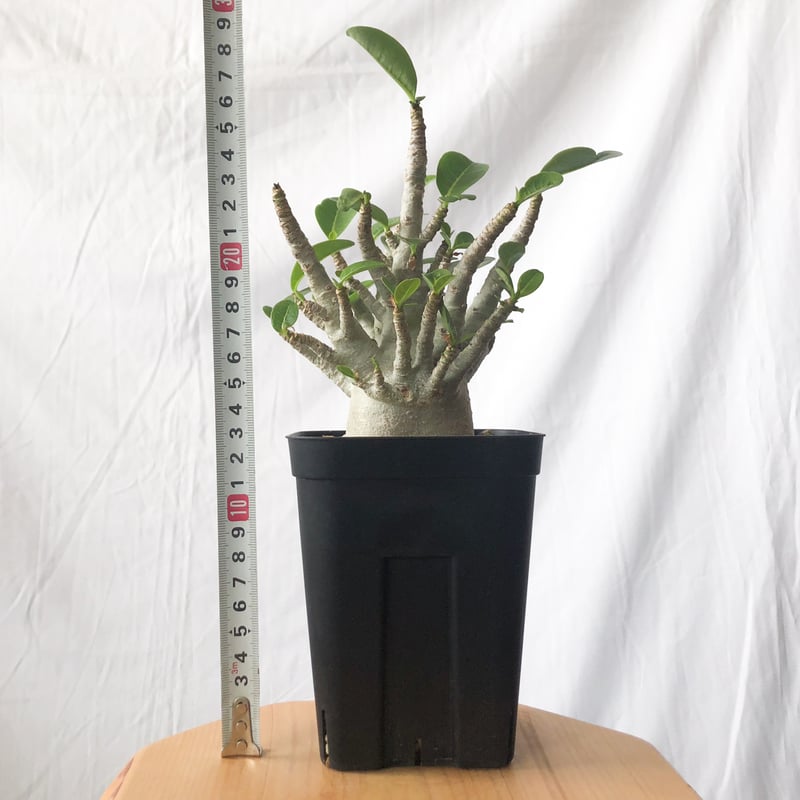 アデニウム アラビカム ブラックスキン【発根管理中】Adenium Arabicum