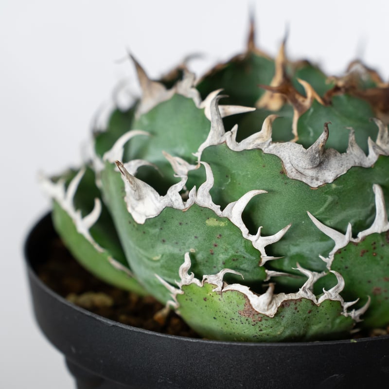 アガベ チタノタ 白鯨 特大株 OC株 Agave titanota White Whale