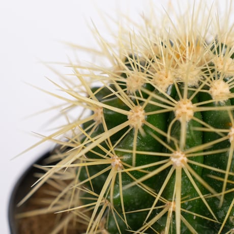 エキノカクタス 金鯱 実生 Golden ball cactus サボテン 多肉植物 珍奇植物 静岡 ANTIDOTE 通販 S1153