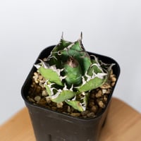 アガベ チタノタ 鰐亀 ワニガメ TC株 Agave titanota alligator s