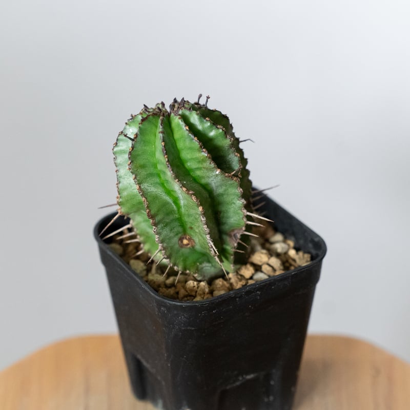 ユーフォルビア ホリダ 実生 Euphorbia horrida 多肉植物 珍奇植物 ANTI