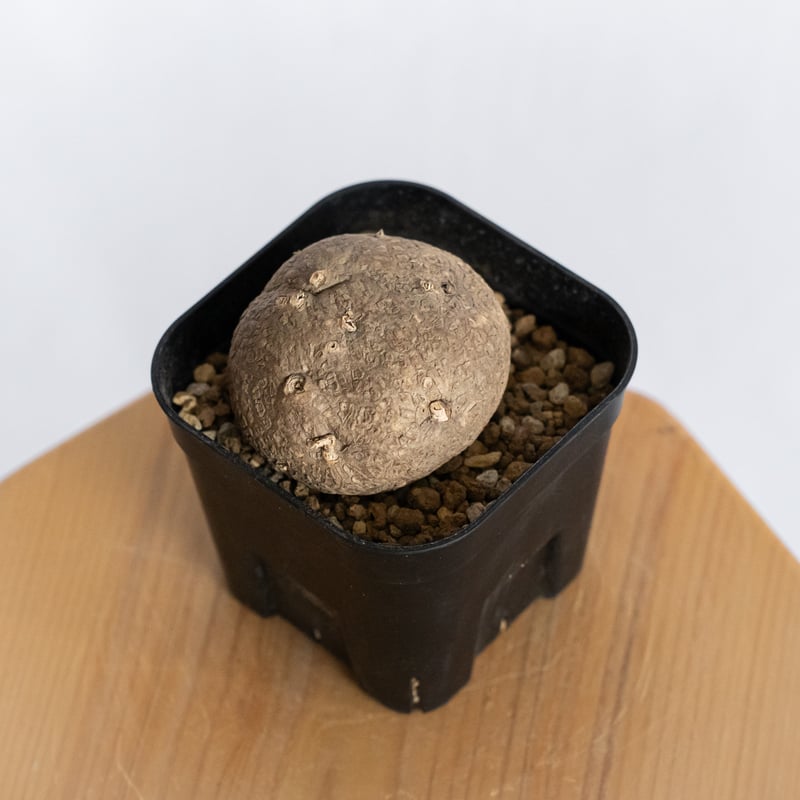 ステファニア エレクタ【発根管理中】Stephania erecta 塊根植物