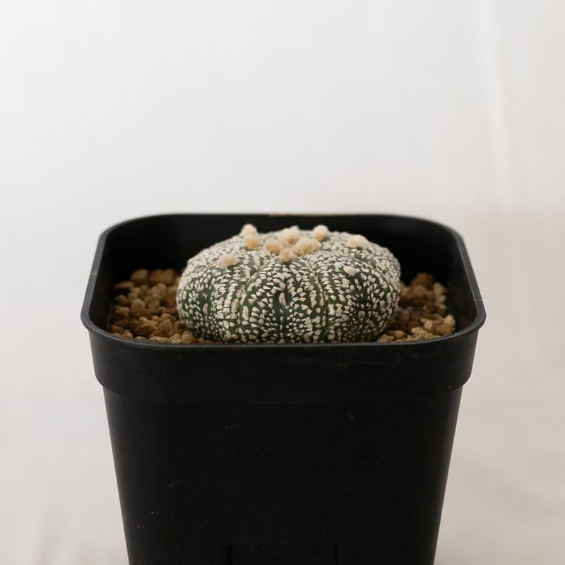 アストロフィツム 特白スーパー兜 Astrophytum 多肉植物 サボテン 珍奇