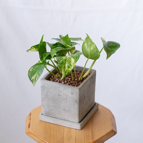 ポトス 鉢セット Pothos Epipremnum aureum 観葉植物 多肉植物 ハンギングプランツ インテリアグリーン 静岡 ANTIDOTE 通販 S1191