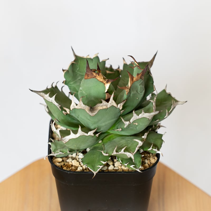 アガベチタノタ　龍瞳子株 アガベ チタノタ 姫厳龍 OC株 Agave titanota 多肉植物 珍奇植物