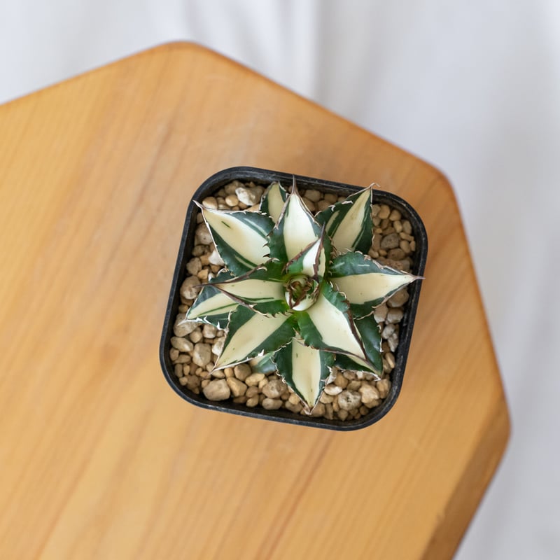 アガベ チタノタ 太陽神 白中斑 極上株 美株【発根管理中】TC株