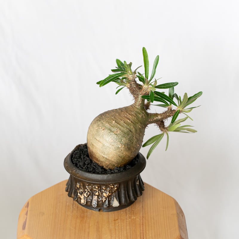 保田修作鉢セット】パキポディウム グラキリス 現地球 pachypodhium