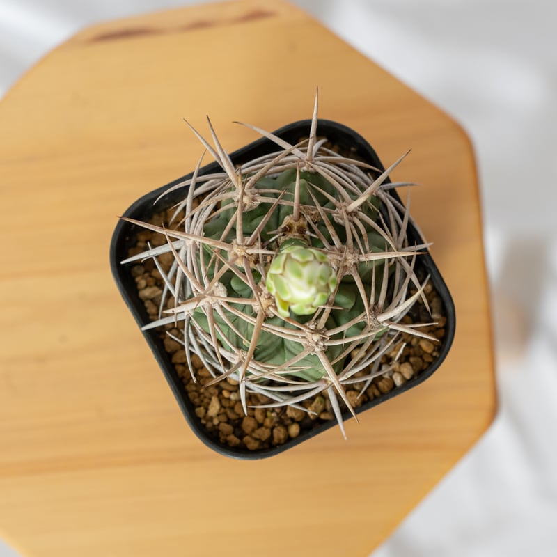 ギムノカリキウム フェロシオール 美株 実生 Gymnocalycium hybopleuru
