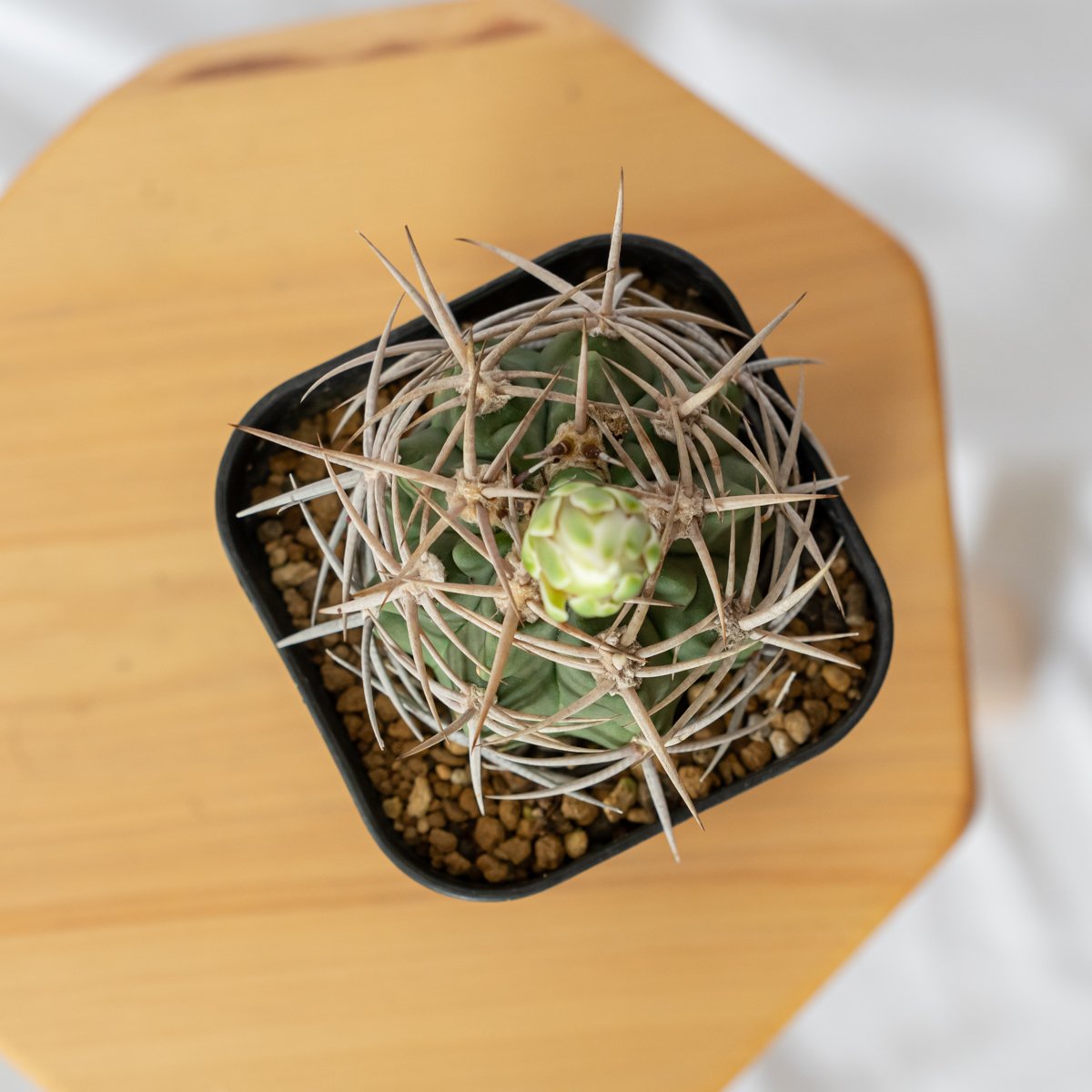 ギムノカリキウム フェロシオール 美株 実生 Gymnocalycium hybopleuru