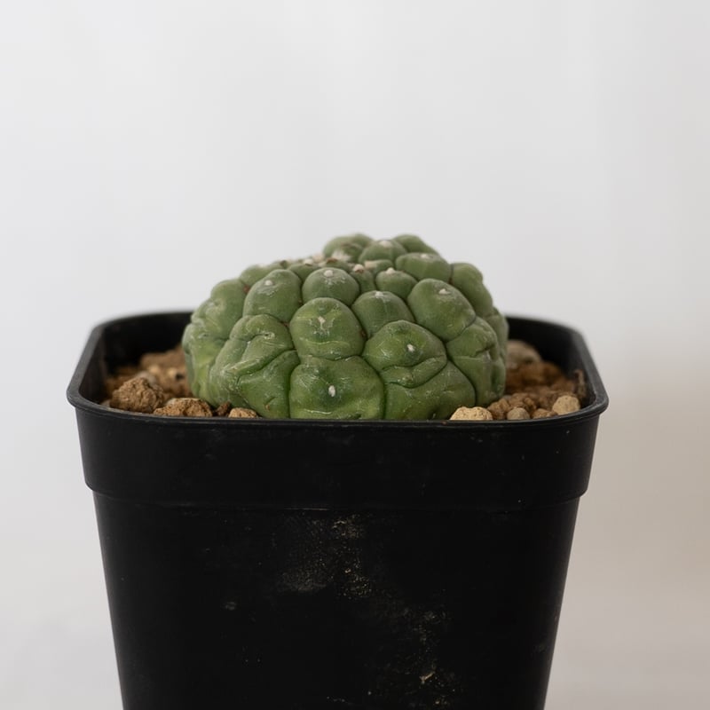 アストロフィツム　ニグラム Astrophytum | RIMO'S GREEN 【Saboten & Succulent】