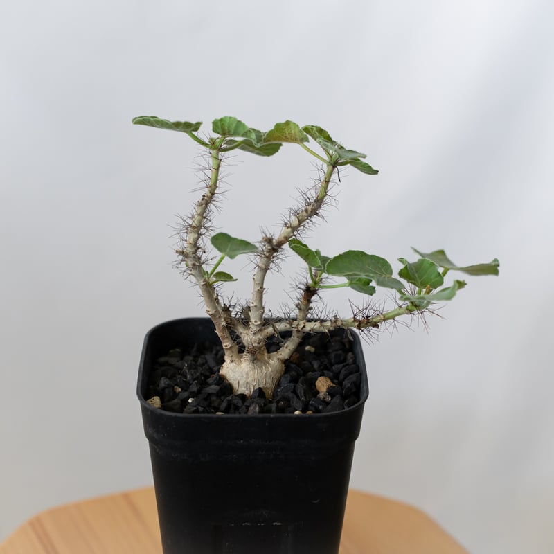 ヤトロファ マルギナータ 実生 jatropha marginata 塊根植物