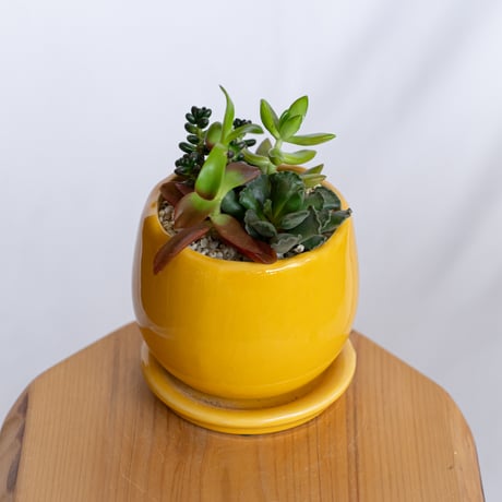 多肉植物 寄せ植え 鉢セット インテリア 多肉植物 観葉植物 珍奇植物 静岡 ANTIDOTE 通販 S1281