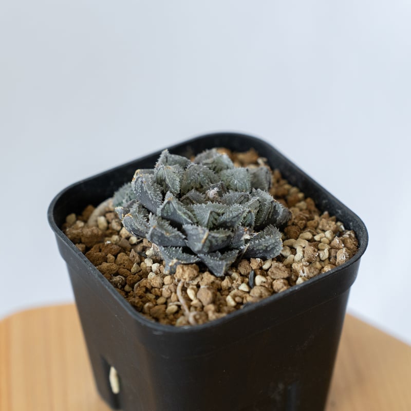 ハオルチア 魔剣 Haworthia maken 多肉植物 珍奇植物 静岡 ANTIDOTE
