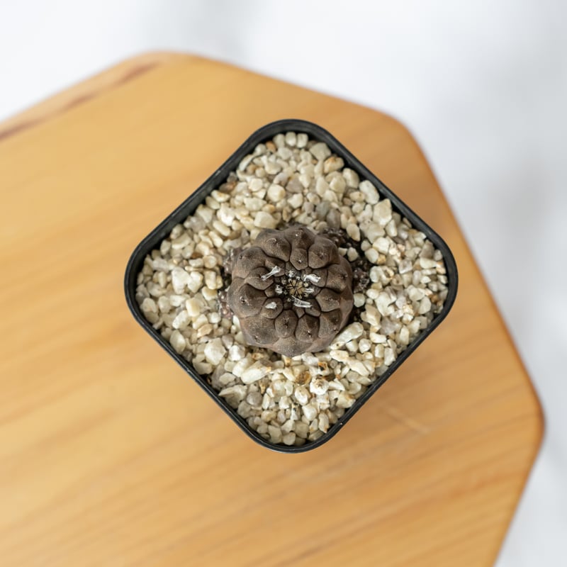 コピアポア ヒポガエアリザードスキン Copiapoa hypogaea