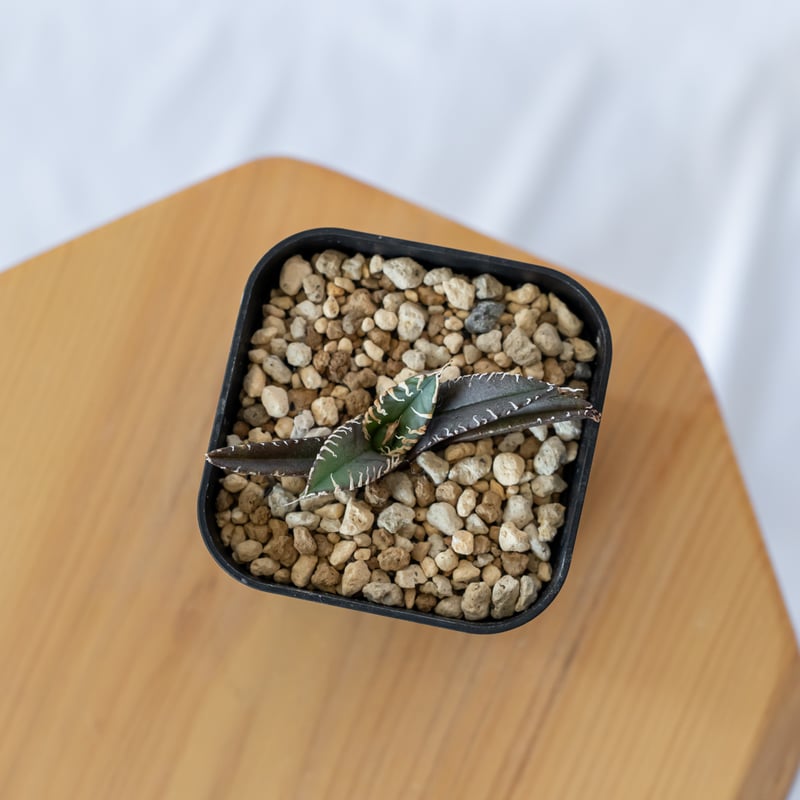 アガベ チタノタ 白幽霊【発根管理中】agave titanota white