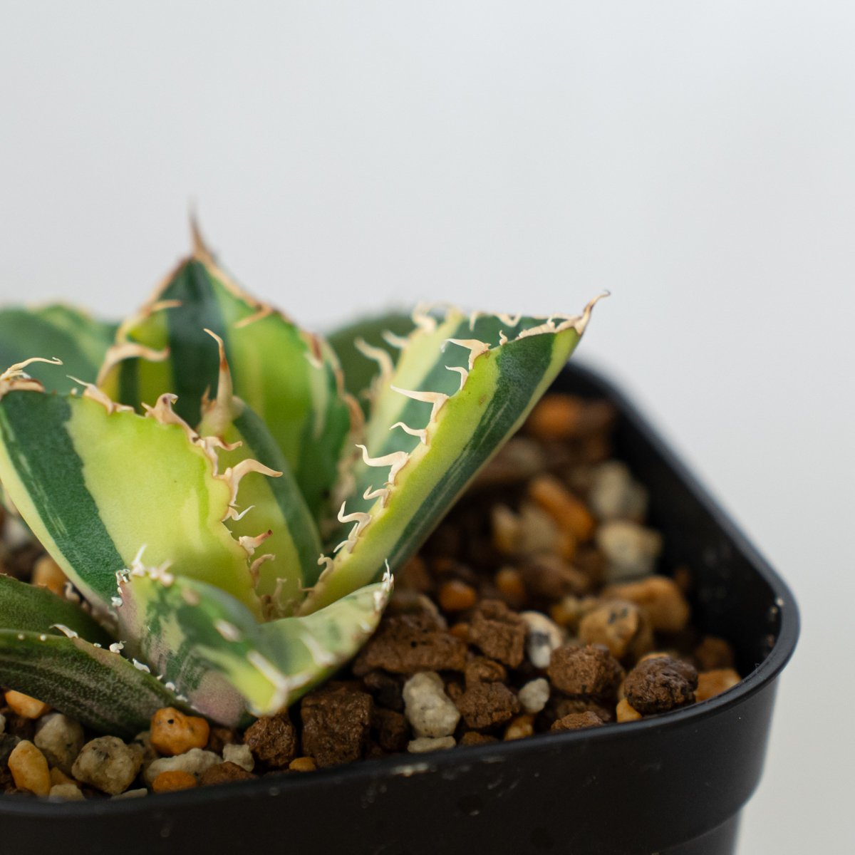アガベ チタノタ 白鯨 縞斑 【発根管理中】TC株 Agave titanota White