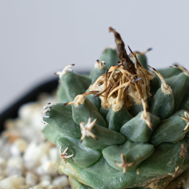 ツルビニカルプス アロンソイ 実生 Turbinicarpus alonsoi サボテン