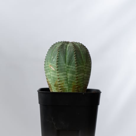 ユーフォルビア オベサ 実生 Euphorbia obesa 多肉植物 珍奇植物 静岡 ANTIDOTE 通販 S1431