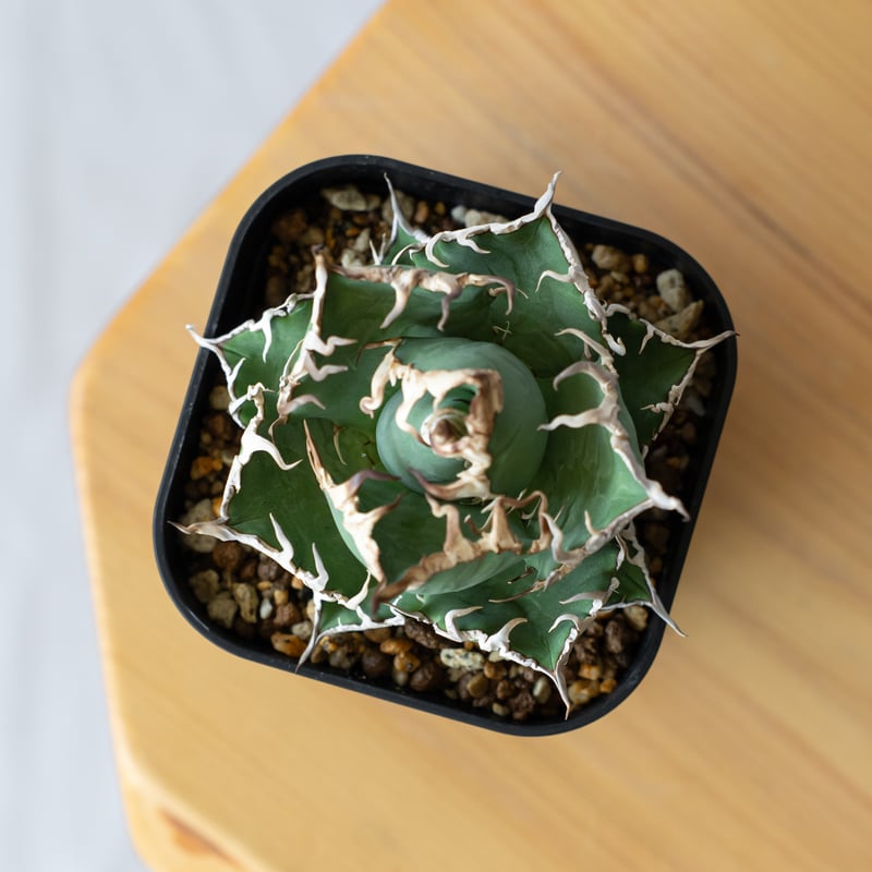 Jose アガベ チタノタ スーパーシーザー 発根管理中！ Jose アガベ チタノタ スーパーシーザー 発根管理中！ アガベ チタノタ