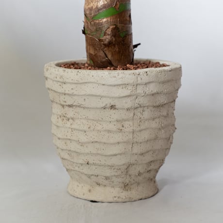 アロカシア クワズイモ 鉢セット Alocasia odora 観葉植物 静岡 ANTIDOTE 通販 S1329