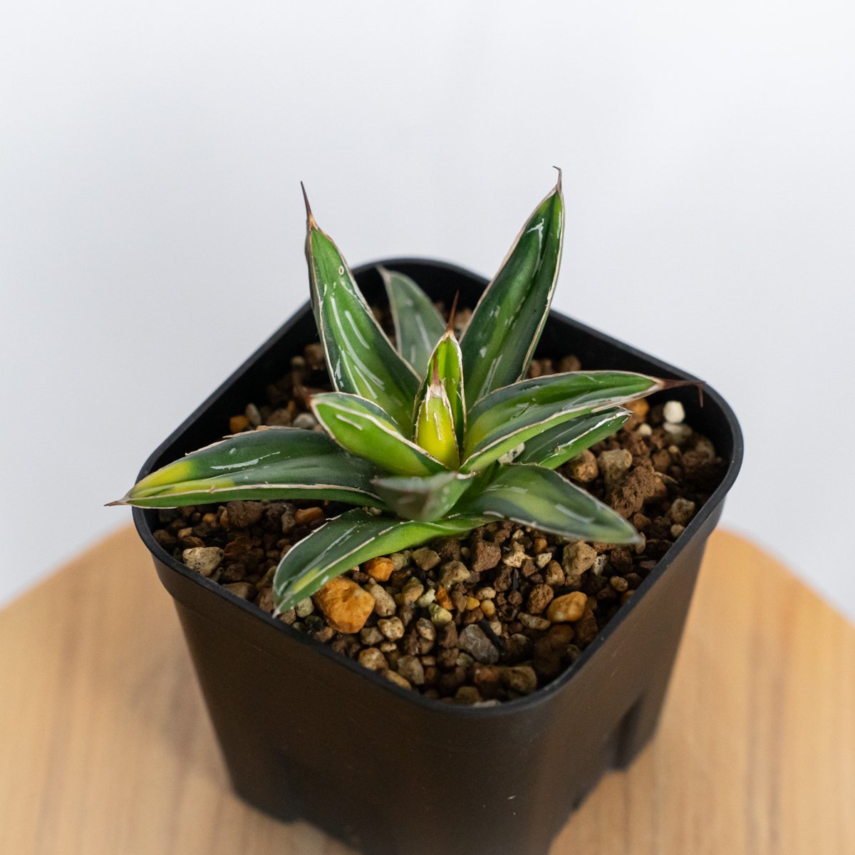 アガベ　笹の雪　サンキング　大株　美発色株 アガベ 笹の雪 サンキング OC株 Agave victoriae-reginae varie