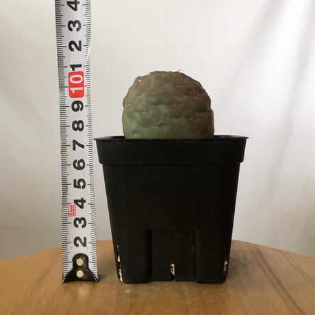 テフロカクタス ゲオメトリクス 実生 Tephrocactus geometricus サボテン 多肉植物 珍奇植物 静岡 ANTIDOTE 通販 S1477
