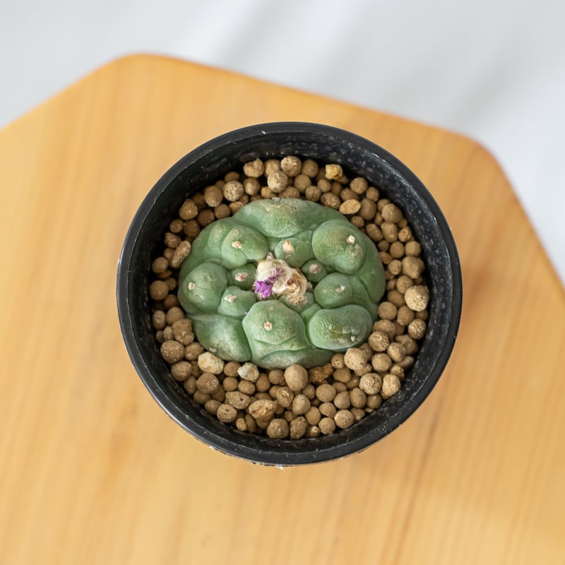 ロフォフォラ 疣銀冠玉 実生 Lophophora williamsii var. decip