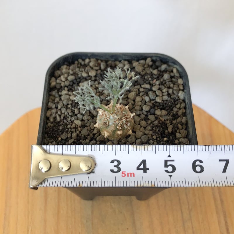 モンソニア ペニクリナム 実生 Monsonia peniculinum サルコカウロン