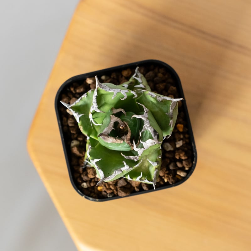 アガベ チタノタ 魔丸 美株 OC株 agave titanota imps 多肉植物 珍奇植