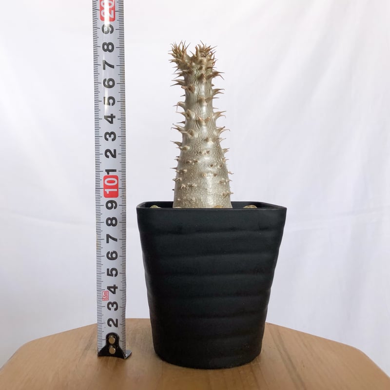 パキポディウム マカイエンセ 実生 pachypodhium makayense 魔界玉 塊根