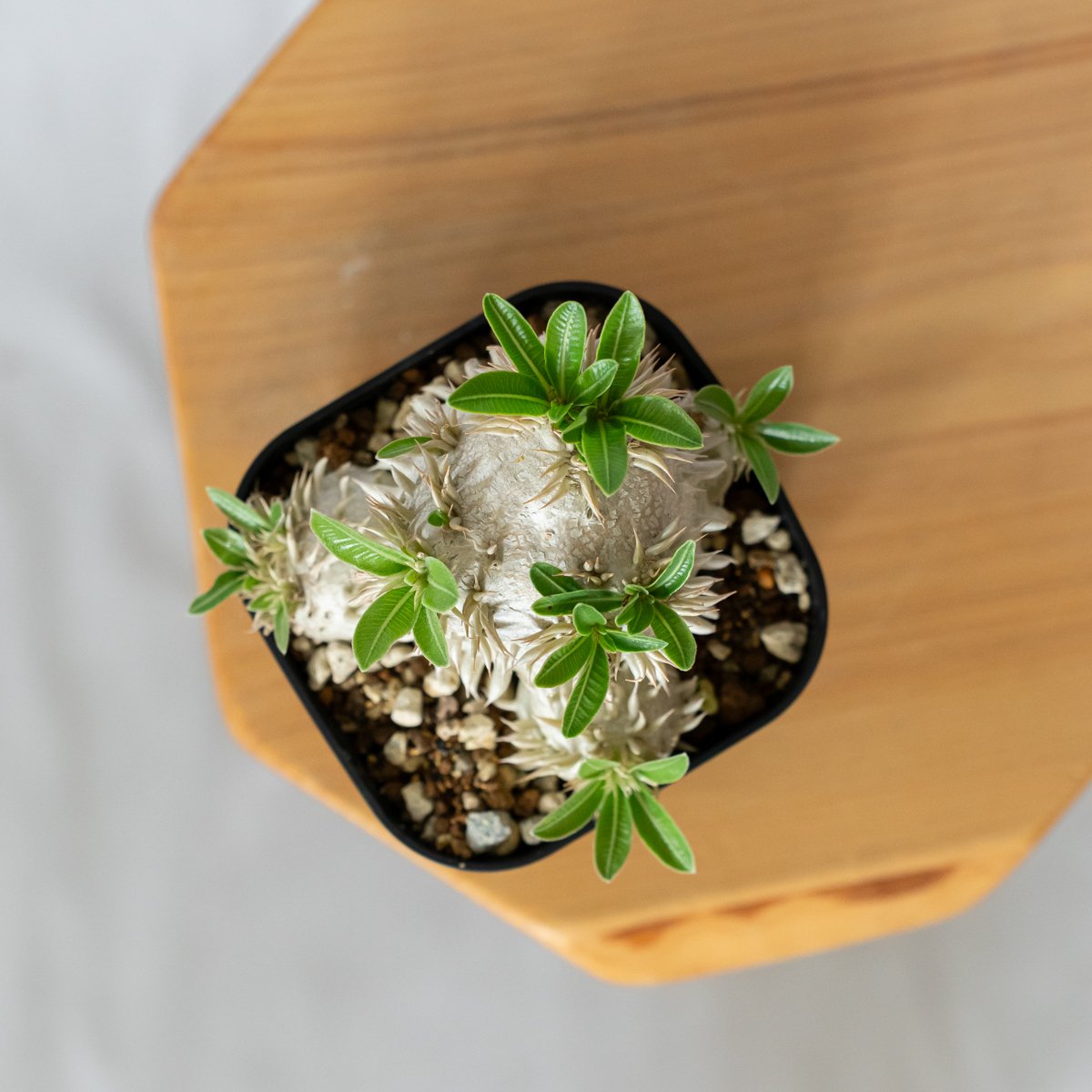 パキポディウム エブレネウム 実生 Pachypodium eburneum 塊根植物