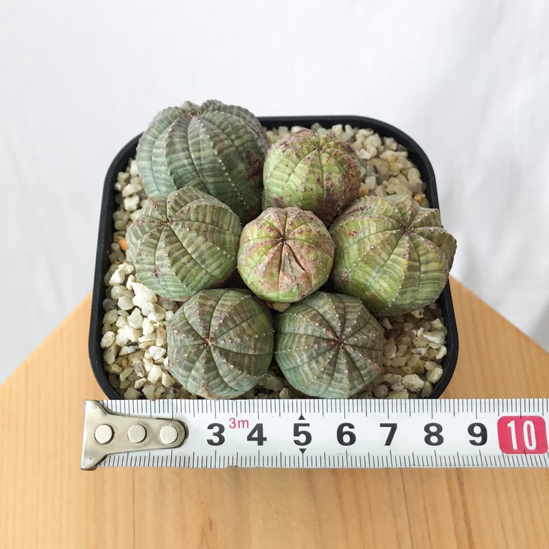 巨大 群生 希少 ユーフォルビア オベサ Euphorbia obesa 選抜株 希少 変形 3株 選抜 ユーフォルビア オベサ Euphorbia obesa