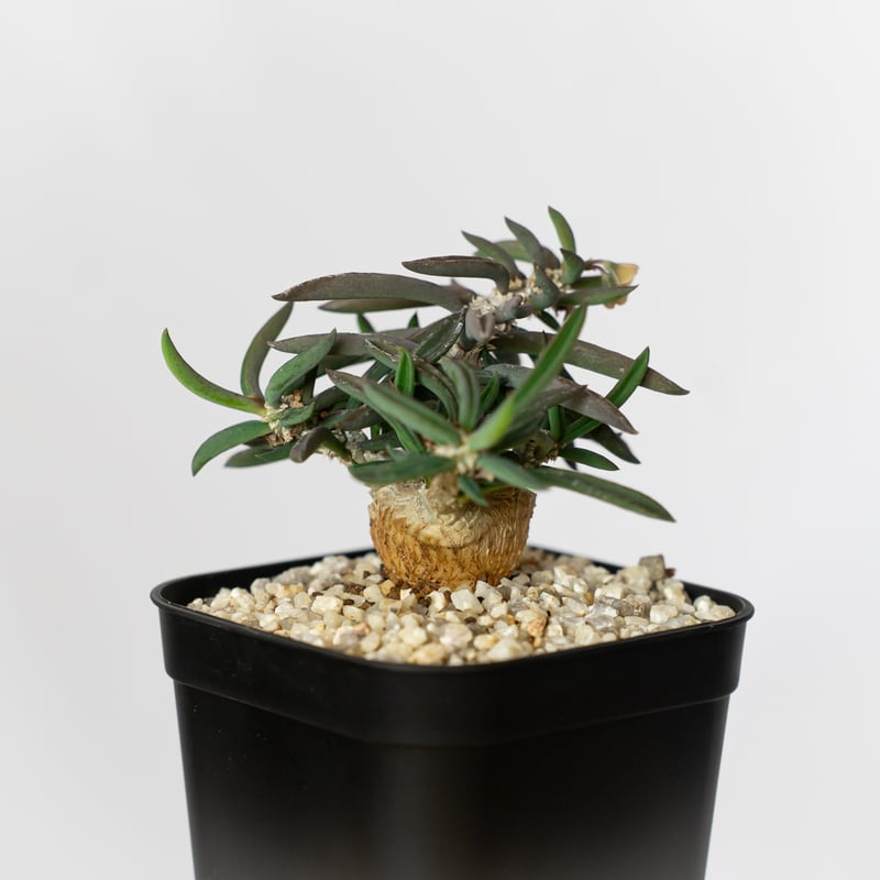ユーフォルビア キリンドリフォリア トゥビフェラEuphorbia