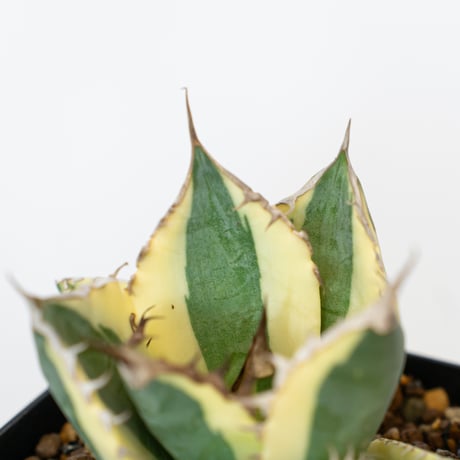 アガベ チタノタ スナグルトゥース OC株 美株 Agave titanota Snaggle Tooth 多肉植物 珍奇植物 静岡 ANTIDOTE 通販 S825
